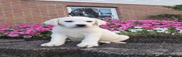 Labrador Retriever dogs for sale: Arch - Ad 4