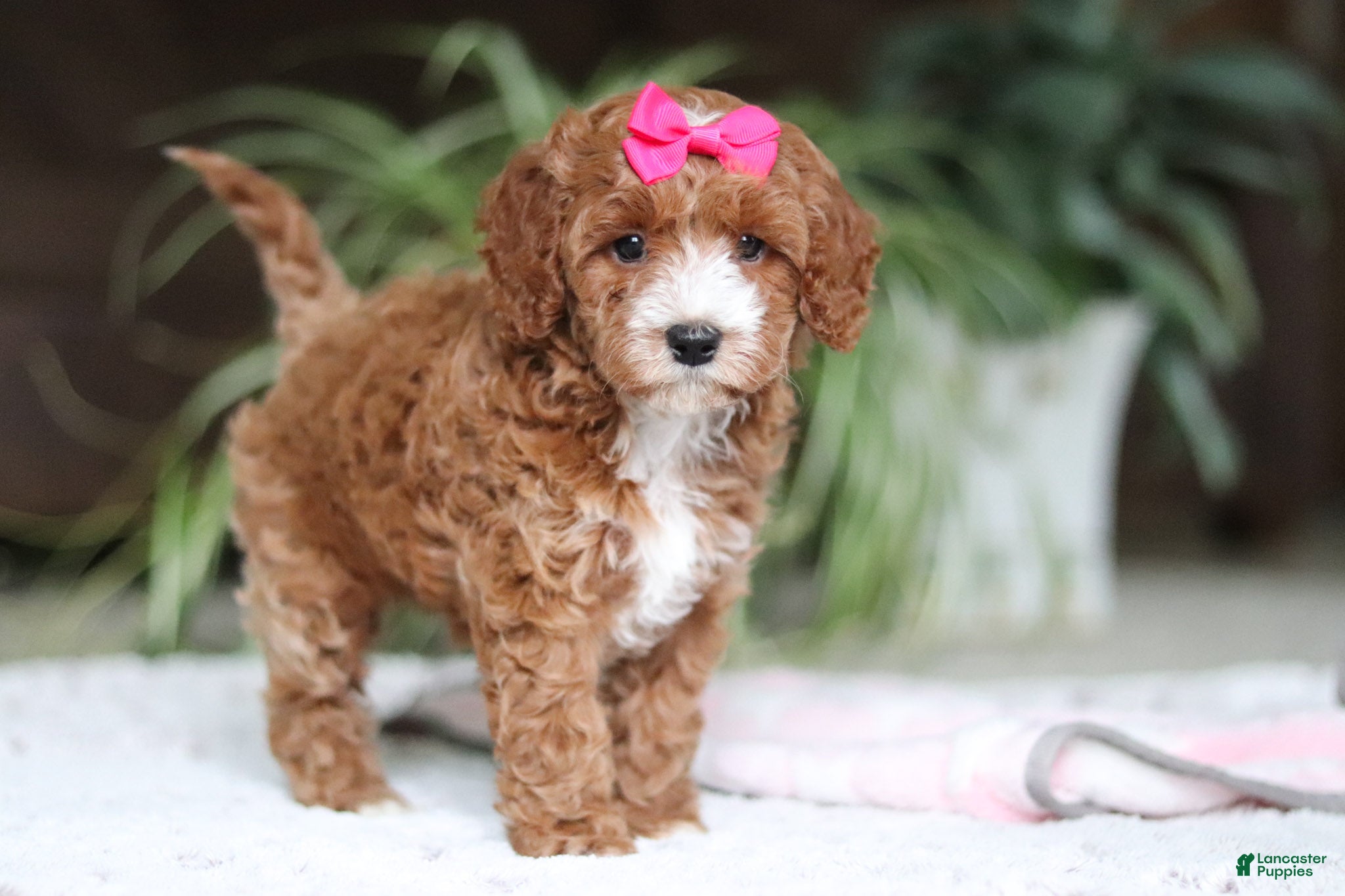 Cavapoo dogs Izzy - Ad 2