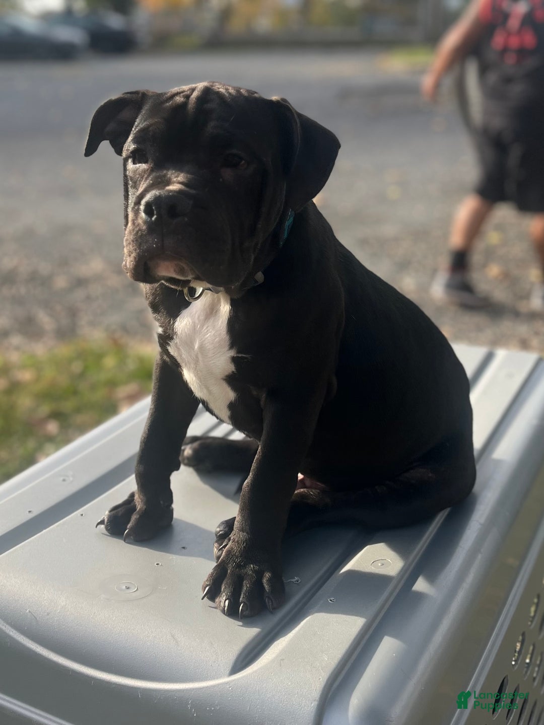 American Bully dogs for sale:  Puppy 1 - Ad 11