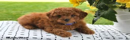 Mini Goldendoodle dogs for sale: Sofia - Ad 5