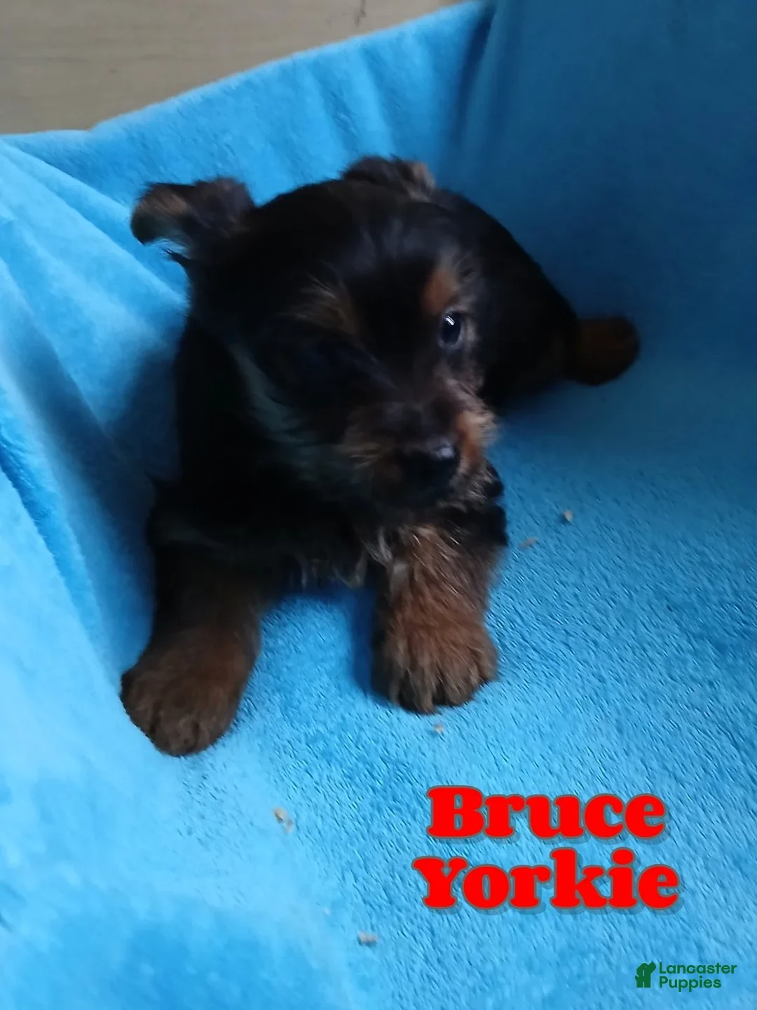 Yorkshire Terrier dogs Bruce - Ad 39