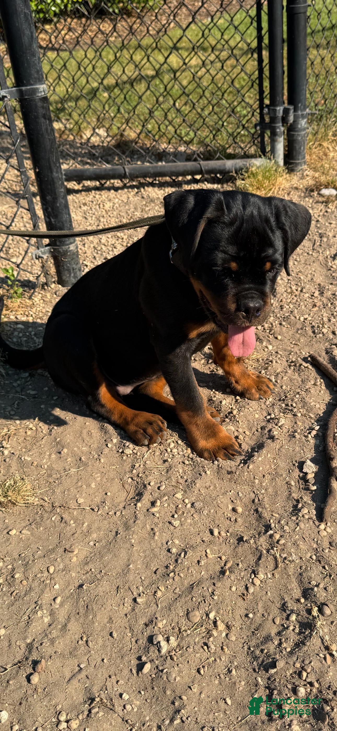 Rottweiler dogs for sale: Rottweiler Puppy 1 - Ad 2