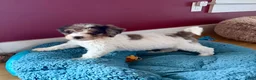 Bernedoodle dogs for sale: DINKY - Ad 4