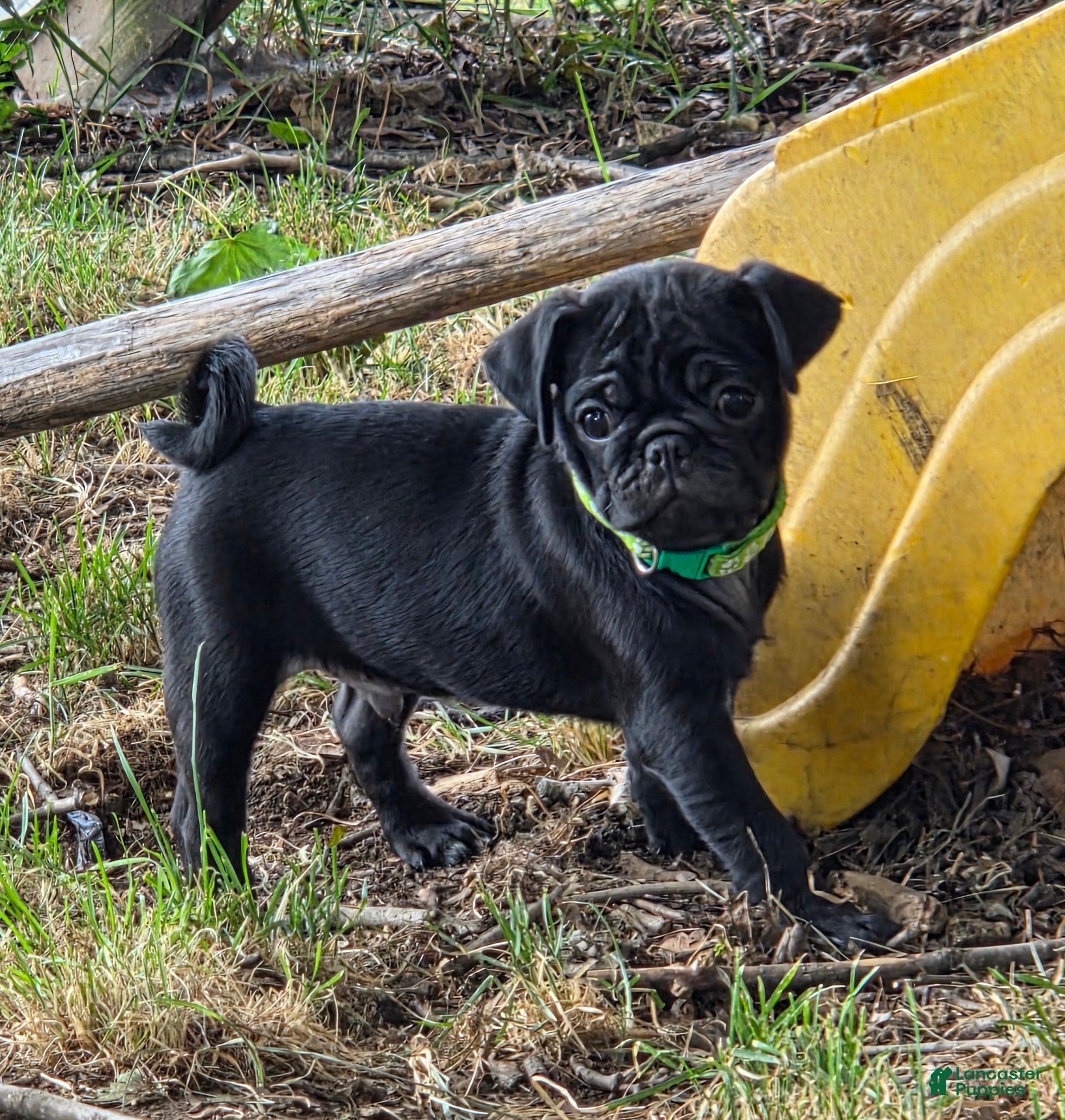 Pug dogs Brody - Ad 2