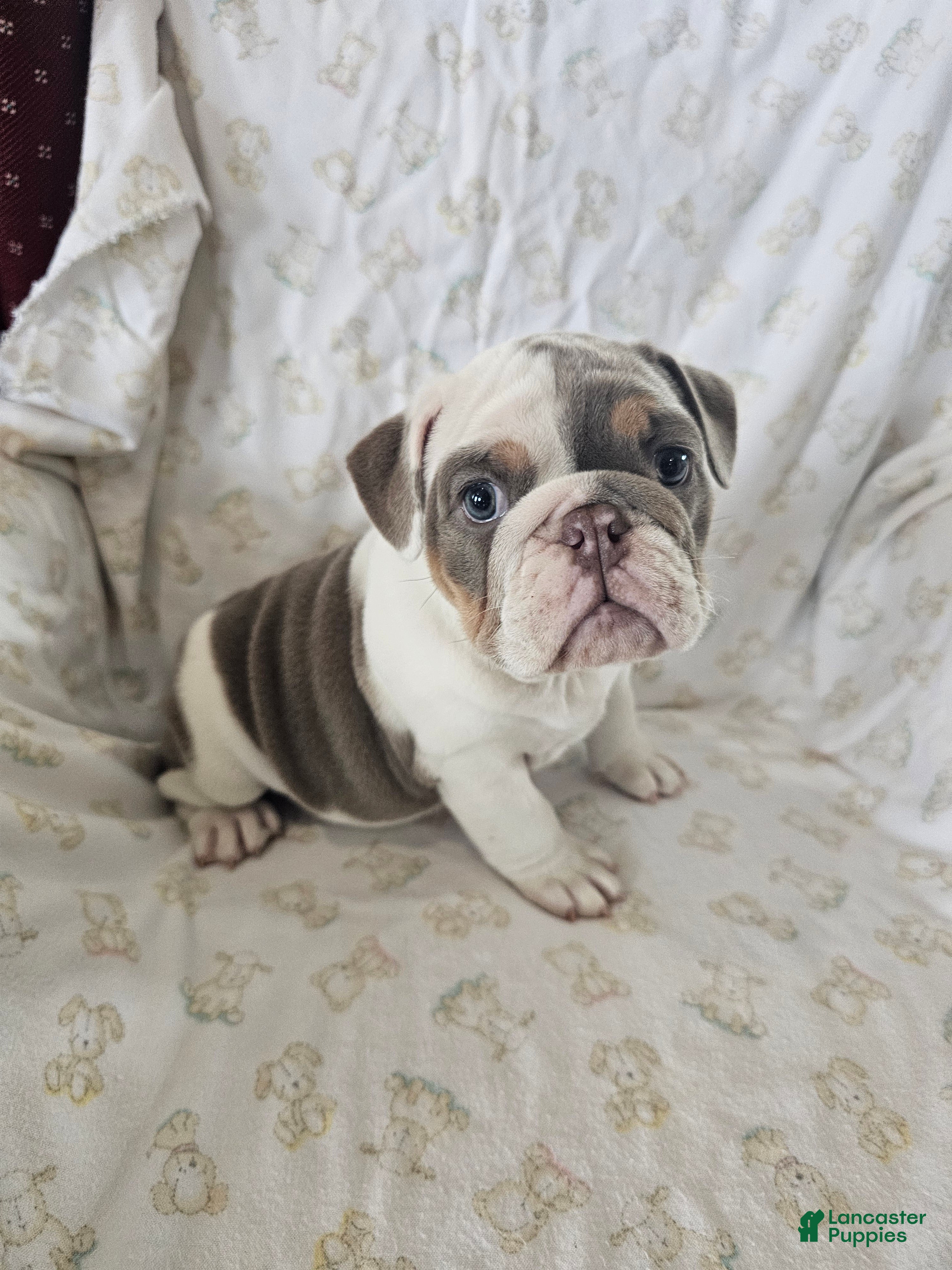 English Bulldog dogs English Bulldog Puppy 5 - Ad 2