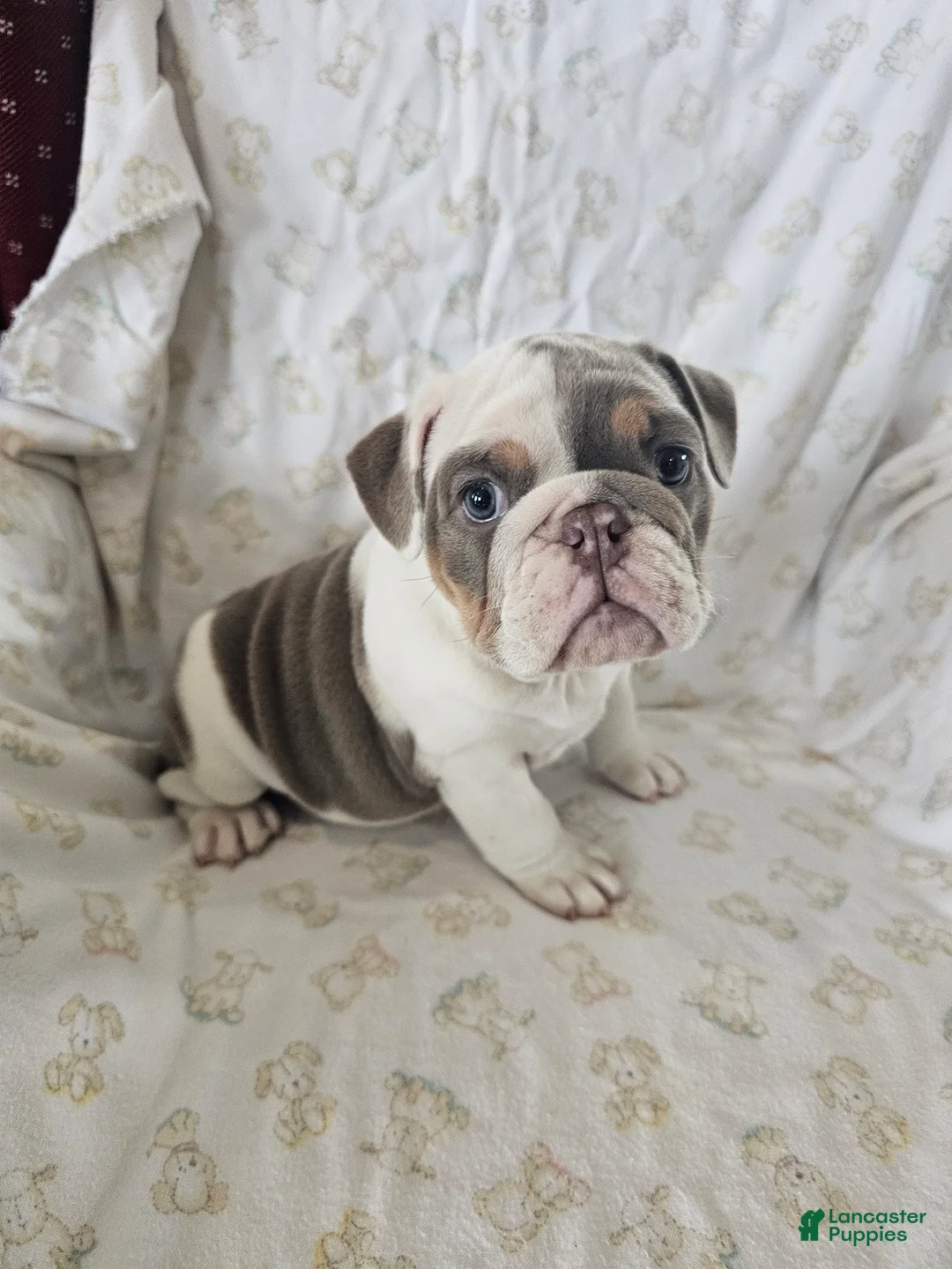 English Bulldog dogs for sale: English Bulldog Puppy 5 - Ad 2