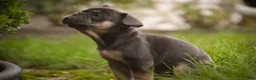 French Bulldog dogs for sale: Casey French Bulldog  - Ad 3