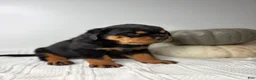 Rottweiler dogs for sale: Rottweiler 3 - Ad 7