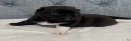Pug dogs for sale: Black with white male  - Ad 4