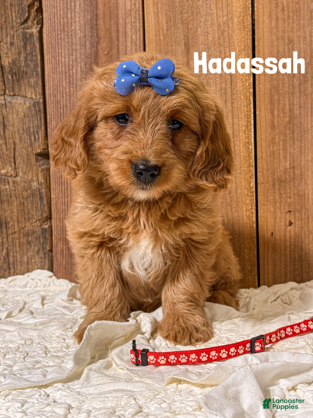 Mini Goldendoodle dogs for sale: Hadassah - Ad 1