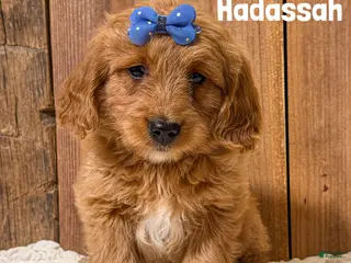 Mini Goldendoodle dogs Hadassah - Ad 24