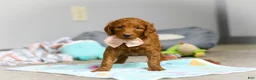 Goldendoodle dogs for sale: Lulu F1b - Ad 5