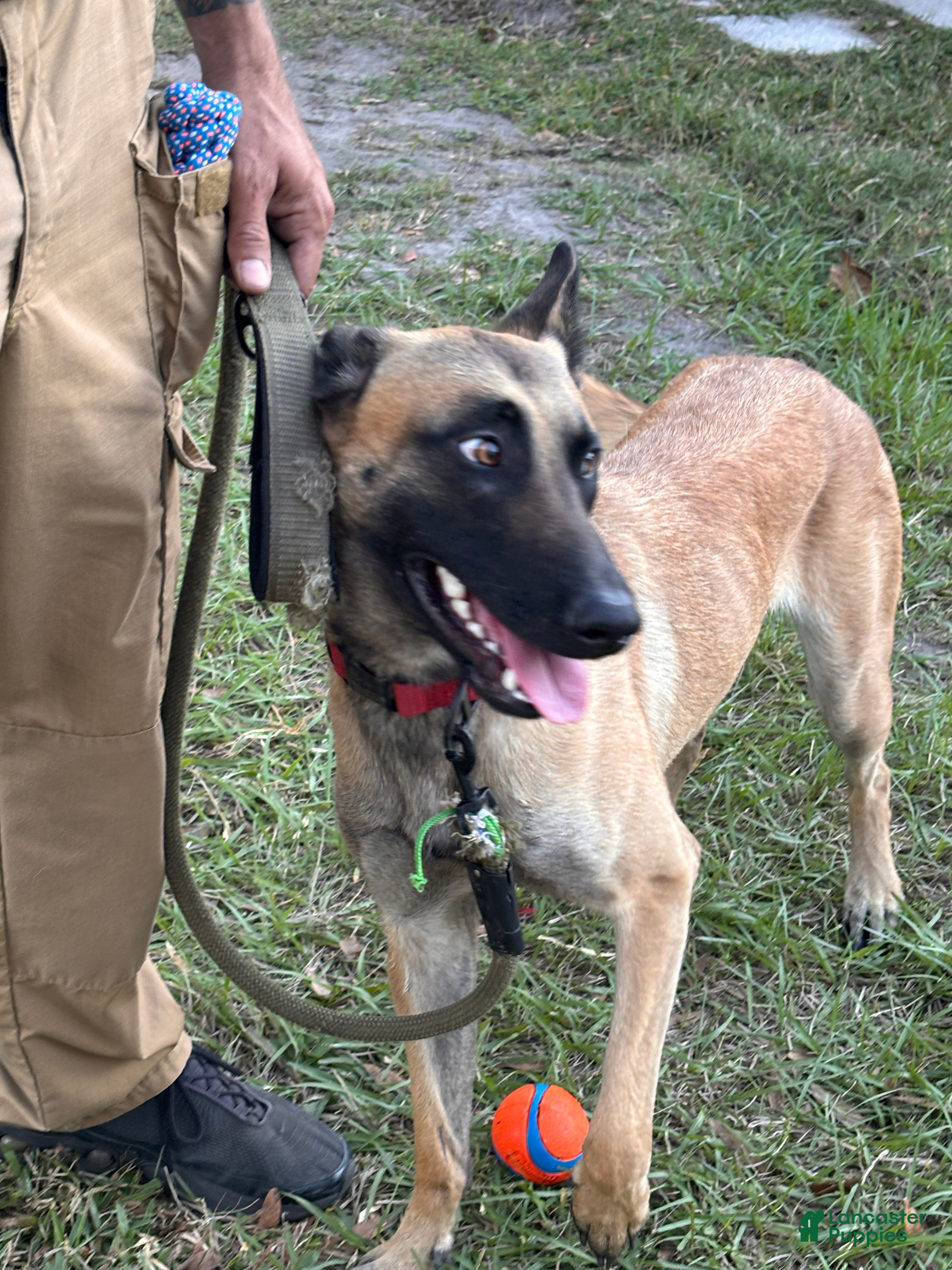Belgian Malinois dogs Fire 1.5 year old - belgian malinois - Ad 2