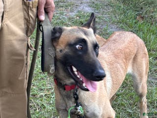 Belgian Malinois dogs Fire 1.5 year old - belgian malinois - Ad 2