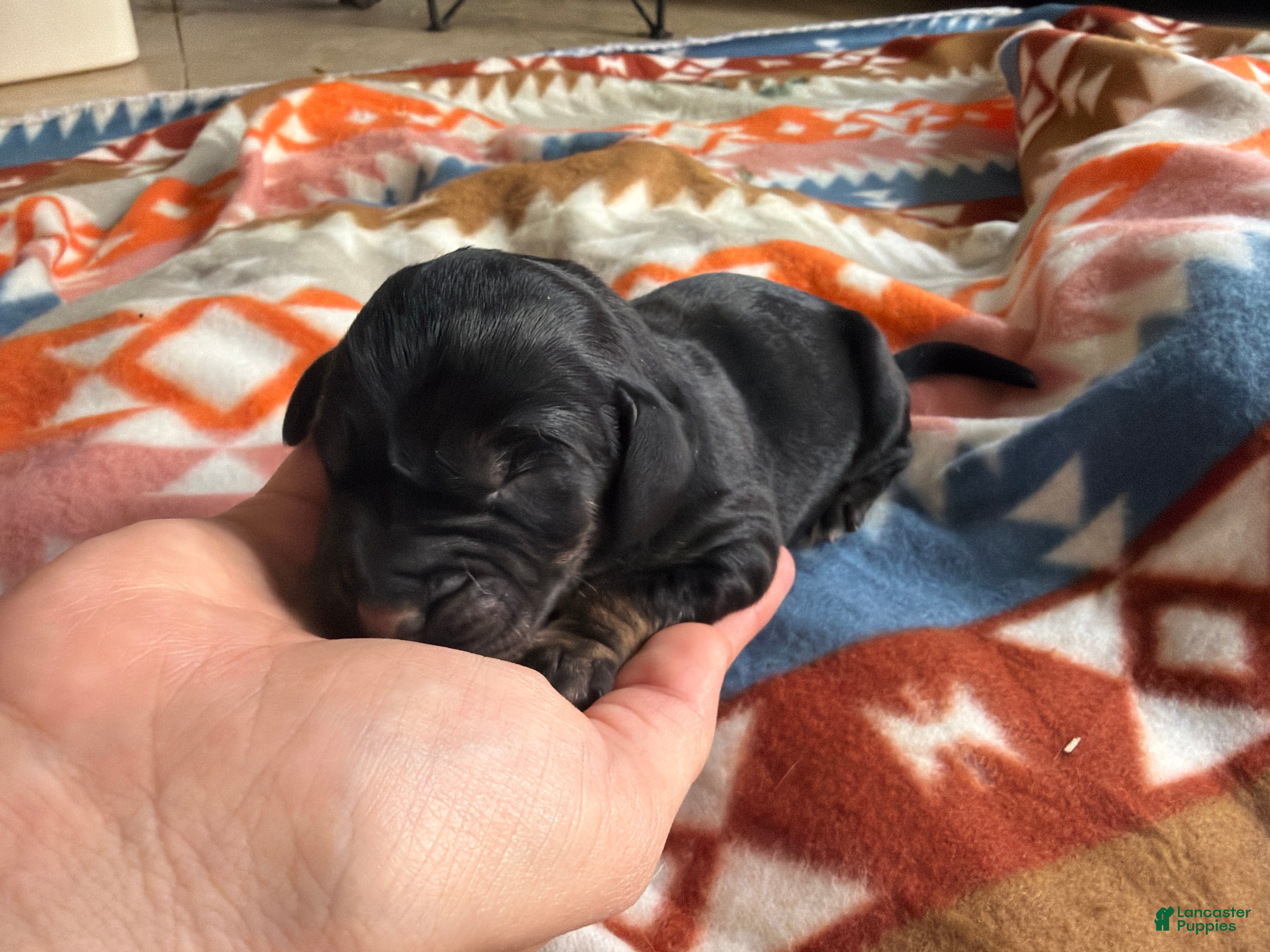 Mixed Breed dogs Shay - Ad 9