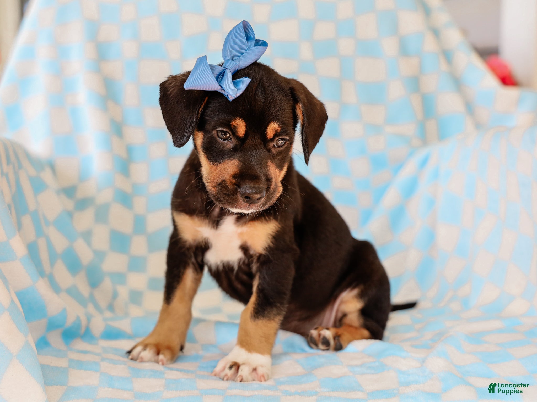 Mixed Breed dogs Allie Mixed Breed Pup - Ad 1