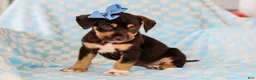 Mixed Breed dogs for sale: Allie Mixed Breed Pup - Ad 3