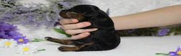 Toy Poodle dogs for sale: Phantom  - Ad 4