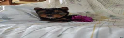 Yorkshire Terrier dogs for sale: Sage - Ad 5