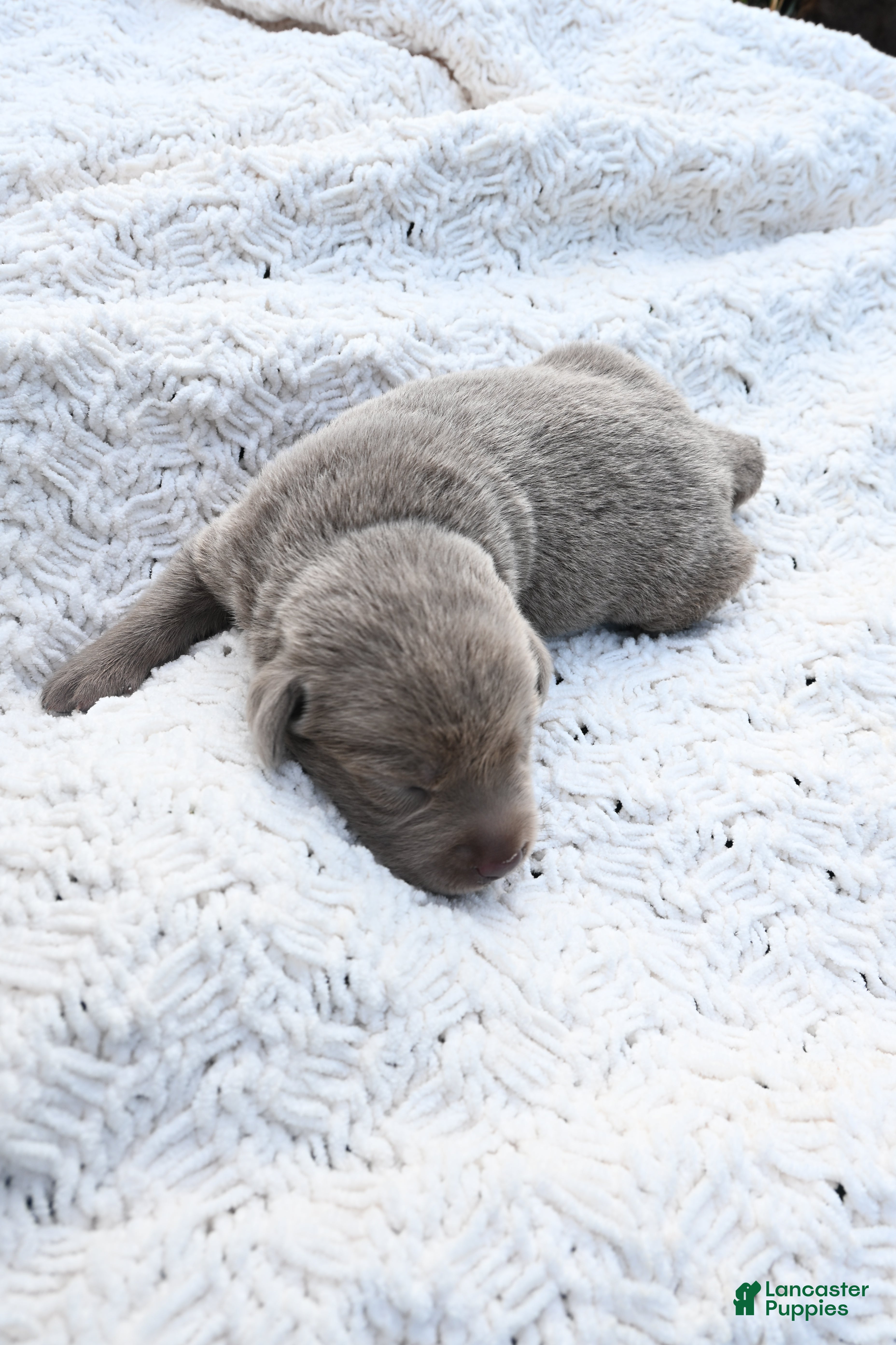 Labrador Retriever dogs Labrador Retriever 3 - Ad 1