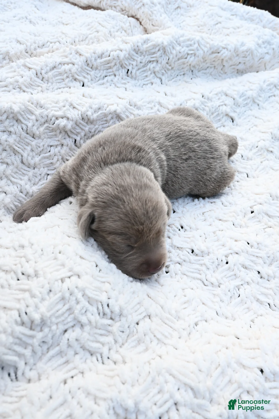 Labrador Retriever dogs for sale: Labrador Retriever 3 - Ad 1