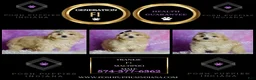 Maltipoo dogs for sale: Frankie - Ad 7