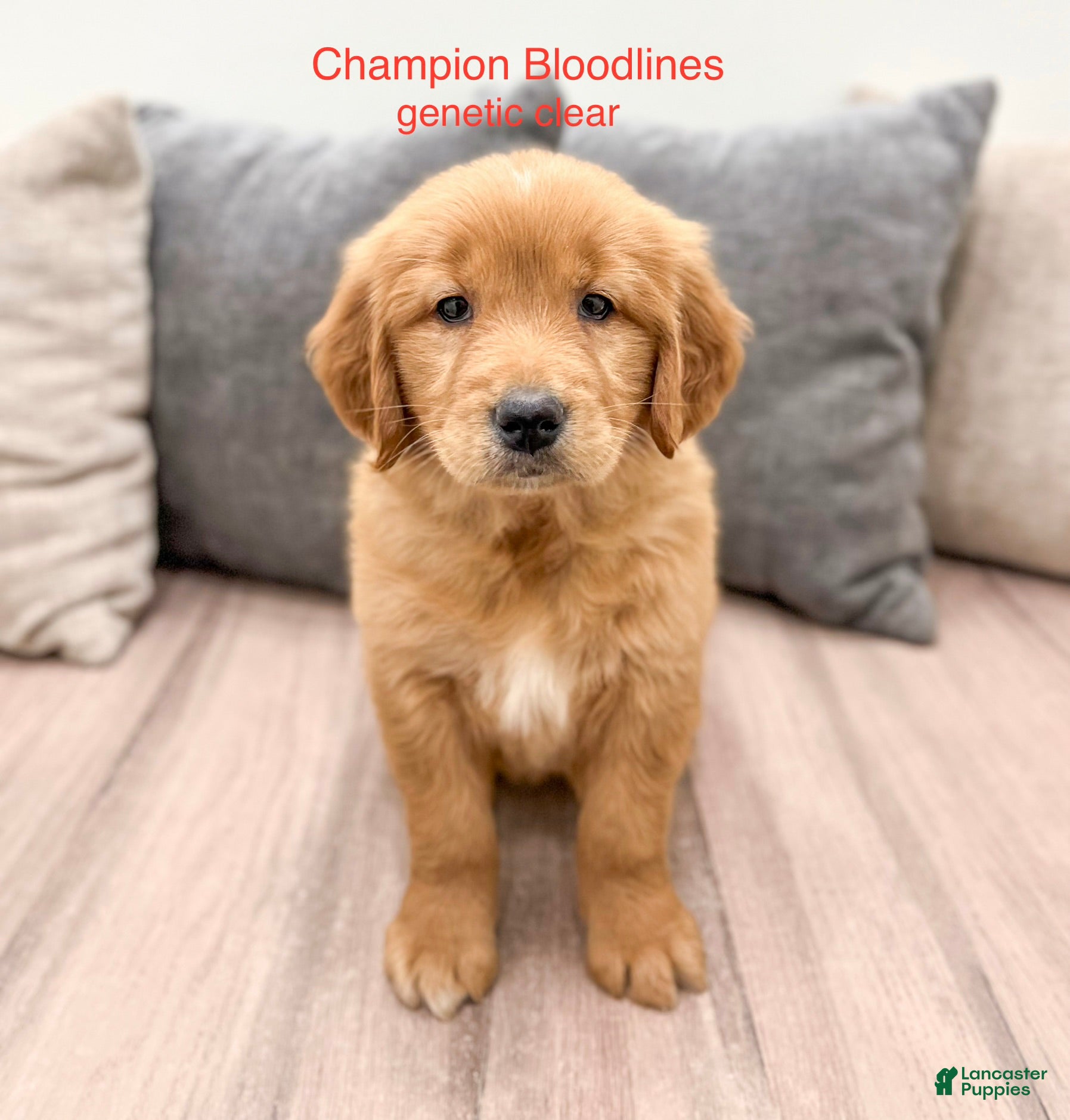 Golden Retriever dogs Mandy - Ad 1