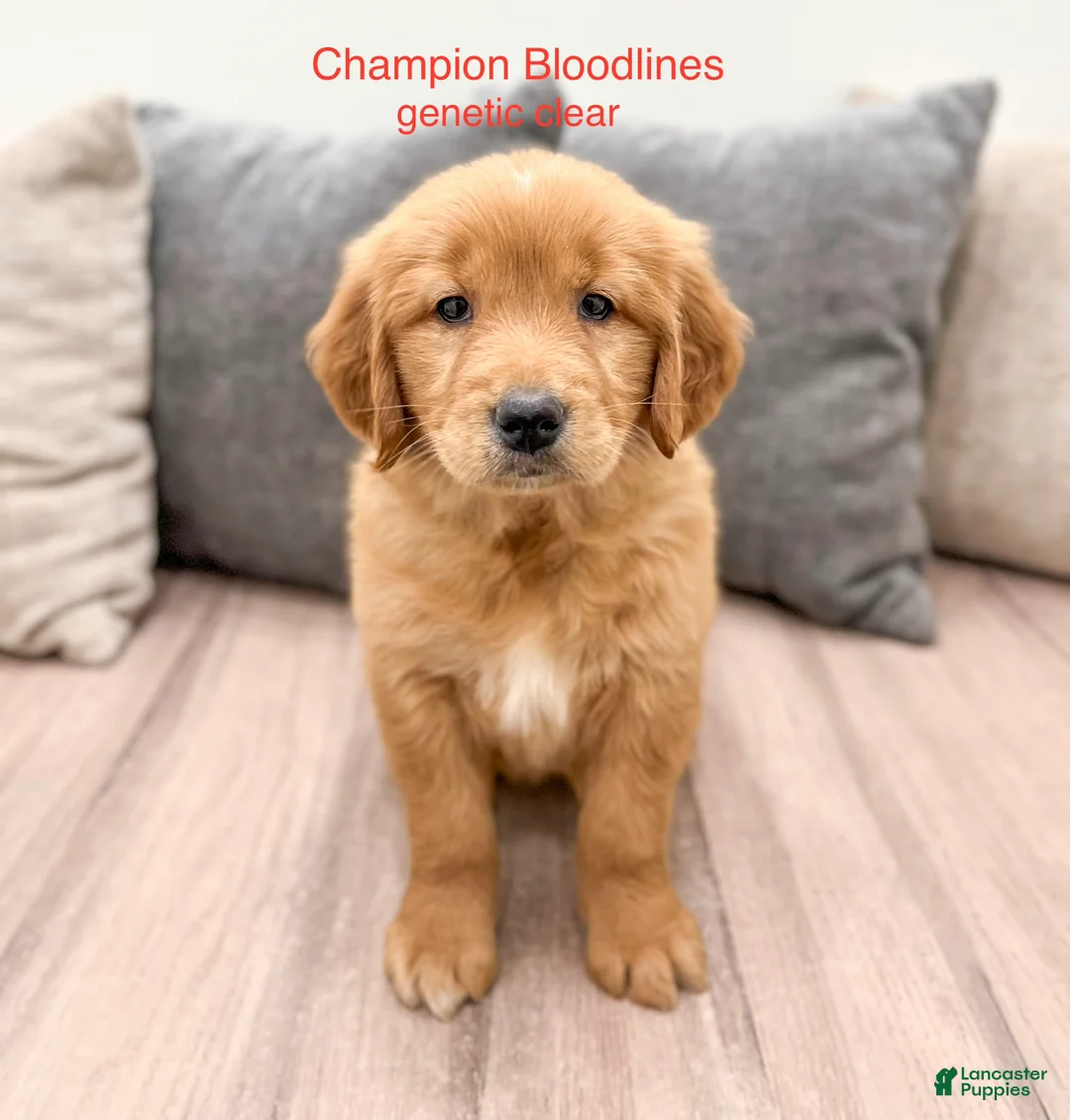 Golden Retriever dogs for sale: Mandy - Ad 1