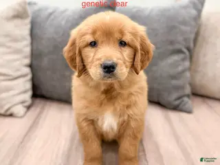 Golden Retriever dogs for sale: Mandy - Ad 3