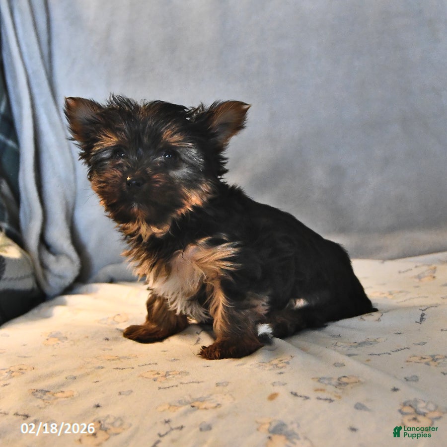 Yorkshire Terrier dogs Pixie Teacup - Ad 2