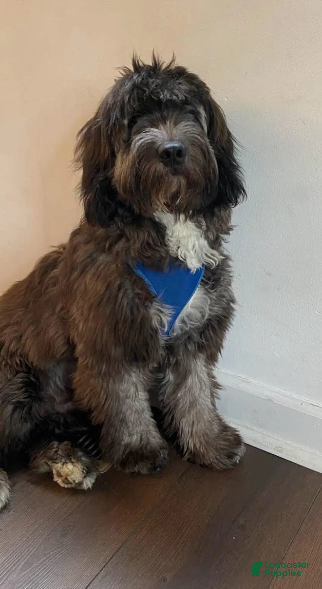 Goldendoodle dogs for sale: Junior  - Ad 14