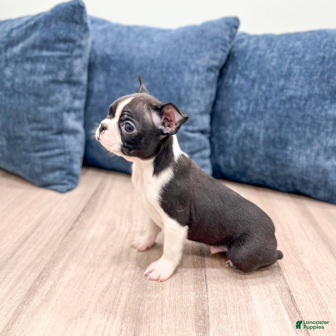 Boston Terrier dogs for sale: Sparky - Ad 4