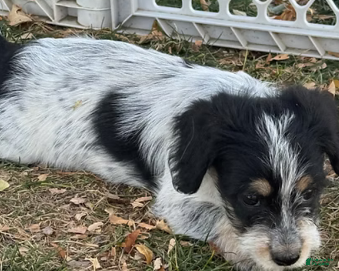 Corgipoo dogs for sale: Daisy - Ad 3