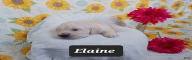 Elaine