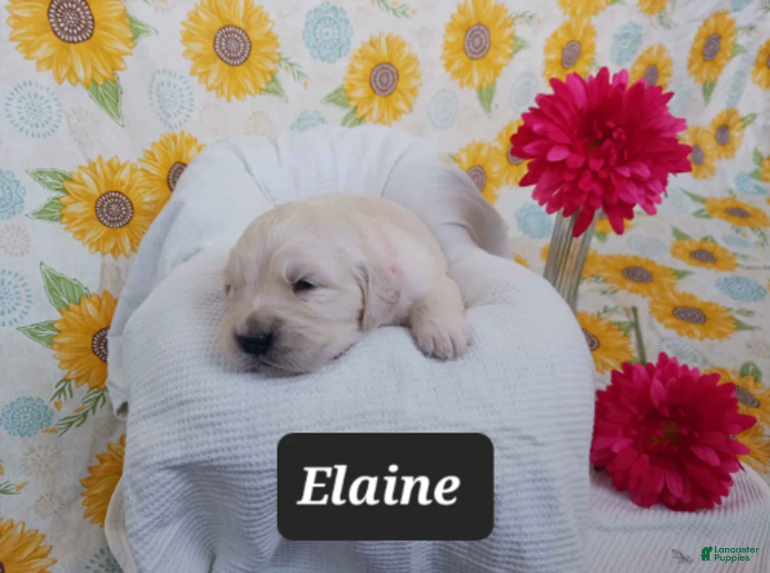 Golden Retriever dogs for sale: Elaine - Ad 1