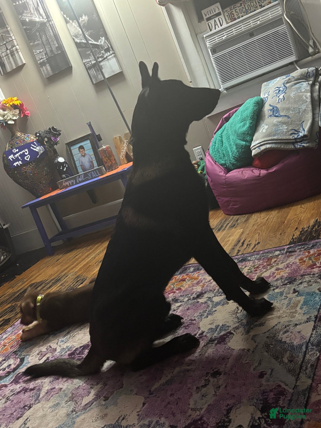 Belgian Malinois dogs for stud: Bode for stud - Ad 12