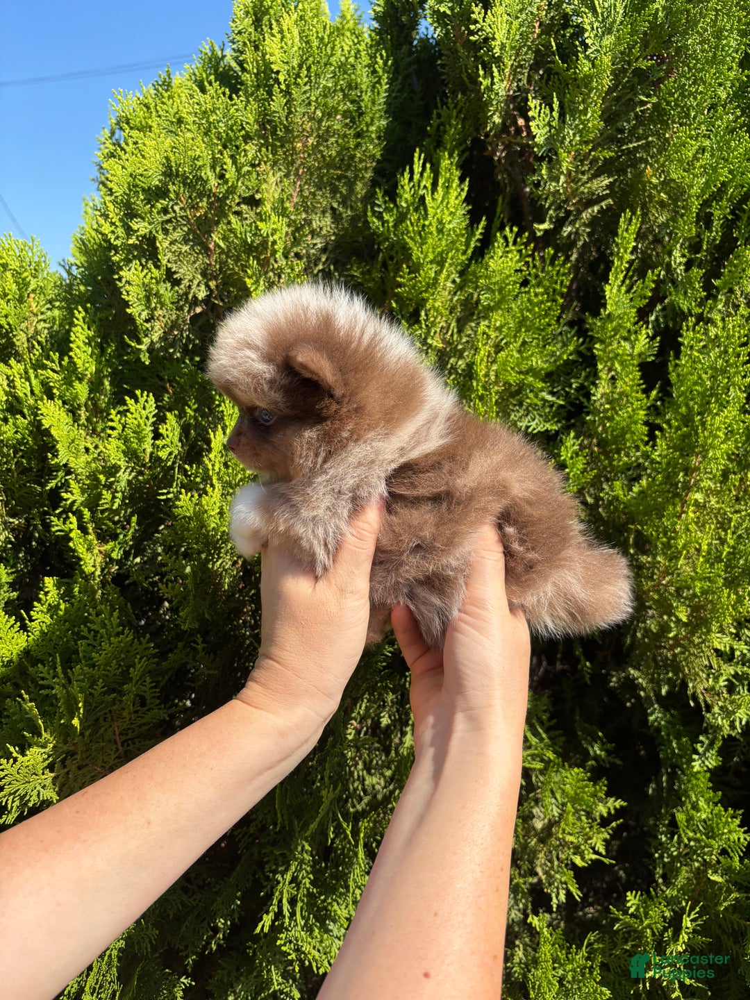 Pomeranian dogs for sale: Chocolate merle - Ad 3