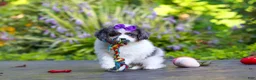Cavapoo dogs for sale: Katie - Ad 1