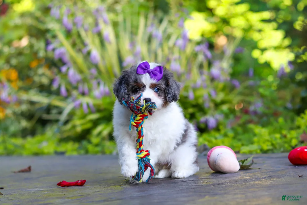 Cavapoo dogs for sale: Katie - Ad 1