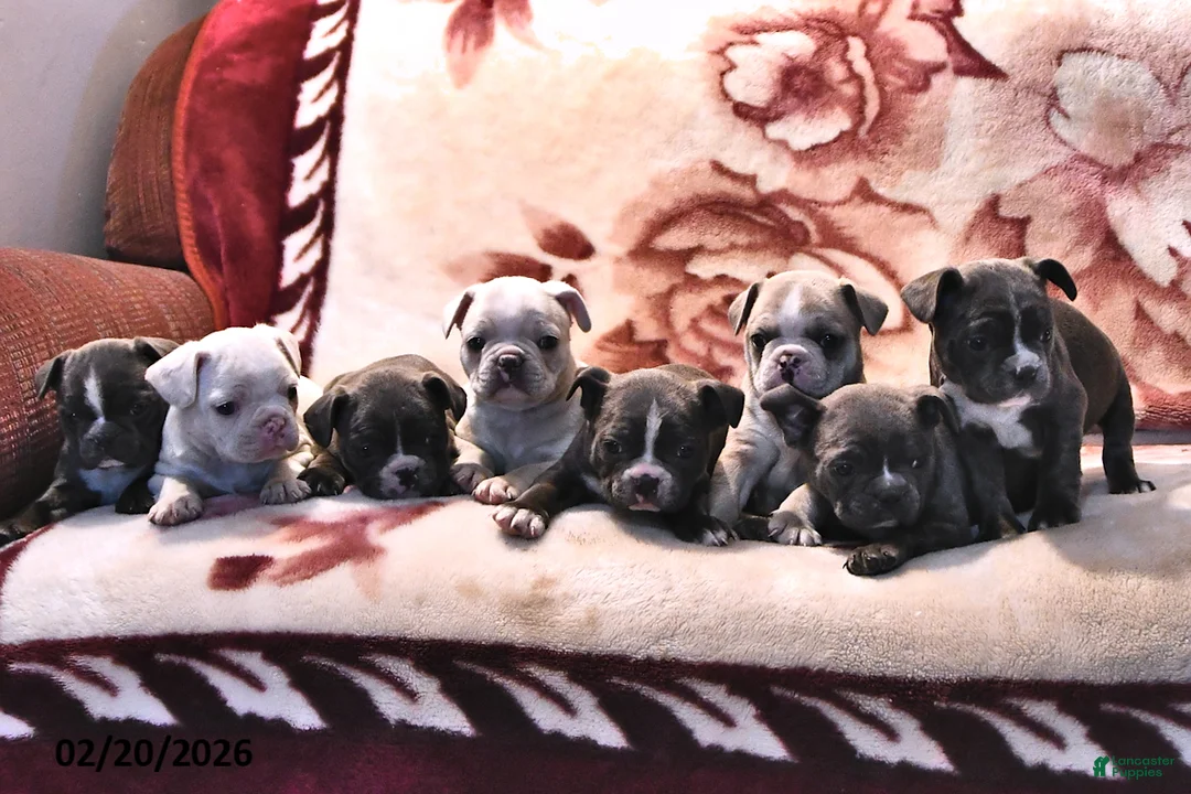 Frenchton dogs for sale: Misty - Ad 5