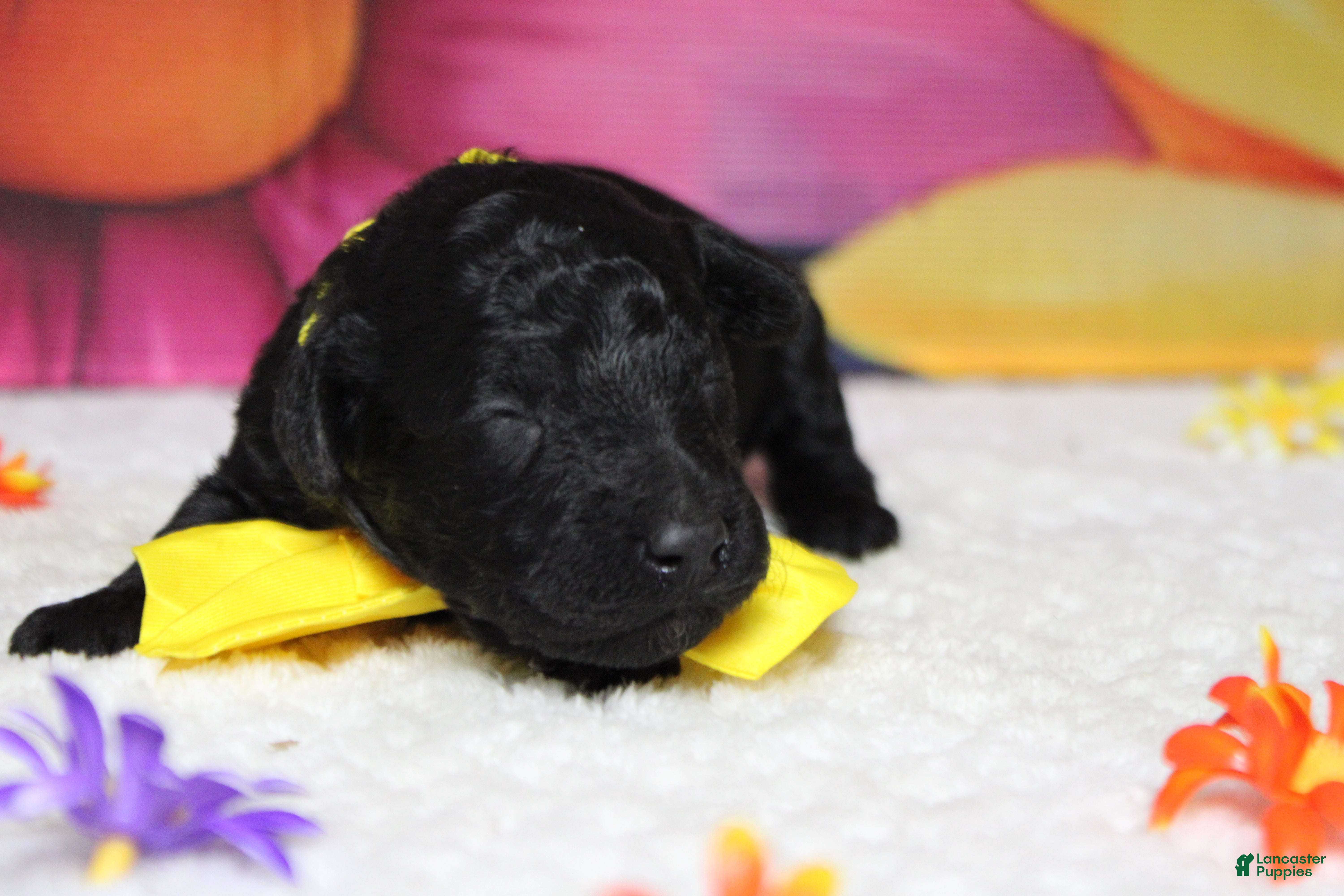 Toy Poodle dogs Dave  - Ad 4
