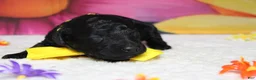 Toy Poodle dogs for sale: Dave  - Ad 1