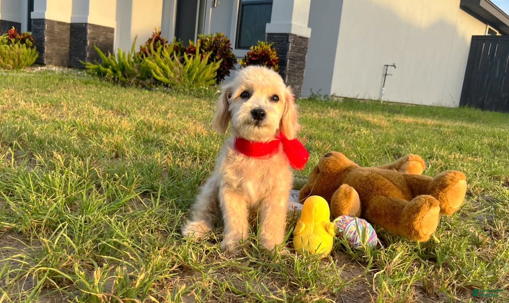 Maltipoo dogs Peanut - Ad 1
