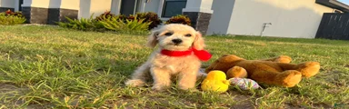 Peanut
