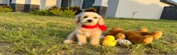 Maltipoo dogs for sale: Peanut - Ad 1