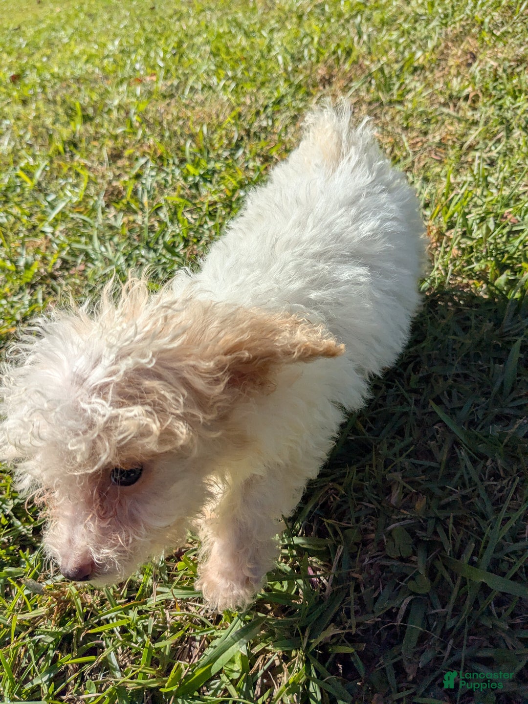 Toy Poodle dogs for sale: Toy Poodle Puppy 3 - Ad 2