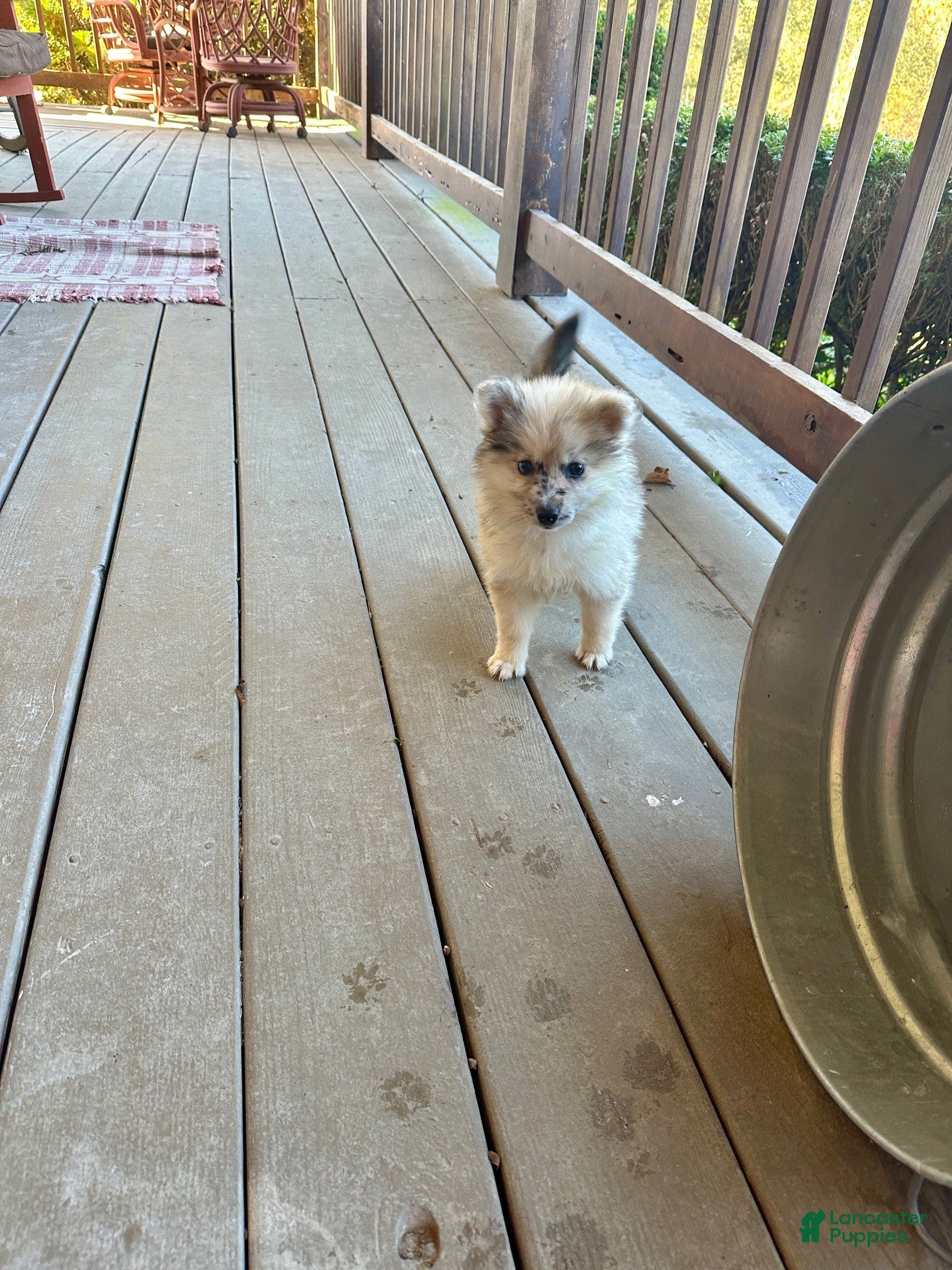 Pomsky dogs Clover - Ad 12