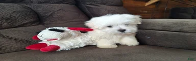 Snowball