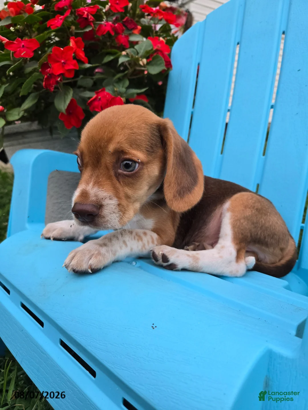 Beagle dogs for sale: Pippin - Ad 6