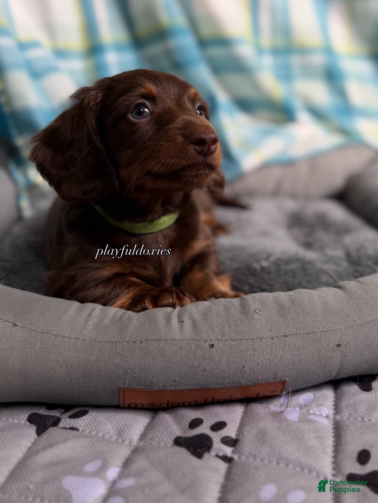 Miniature Dachshund dogs Green Collar Miniature Dachshund Male Chocolate and Tan Long Haired - Ad 2